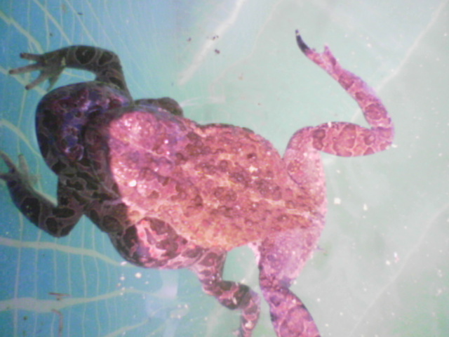 Sapreste dirmi la specie di questa coppietta esibizionista? Bufotes balearicus